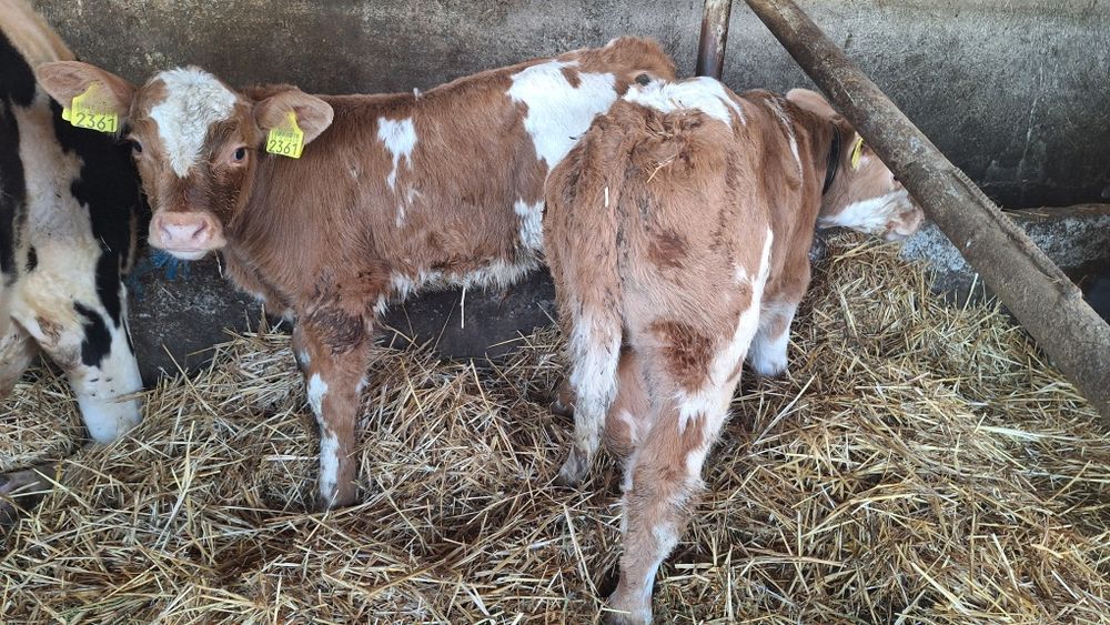 Vand viței de carne