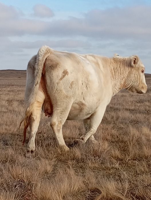 Продаются коровы