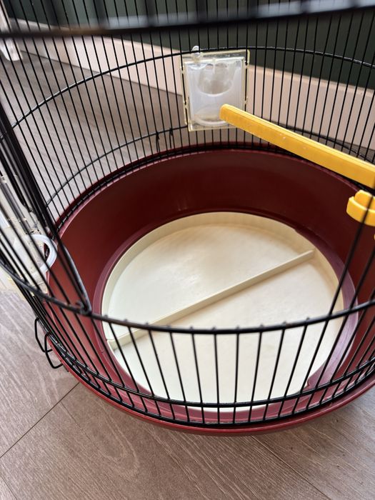 Colivie papagal mare