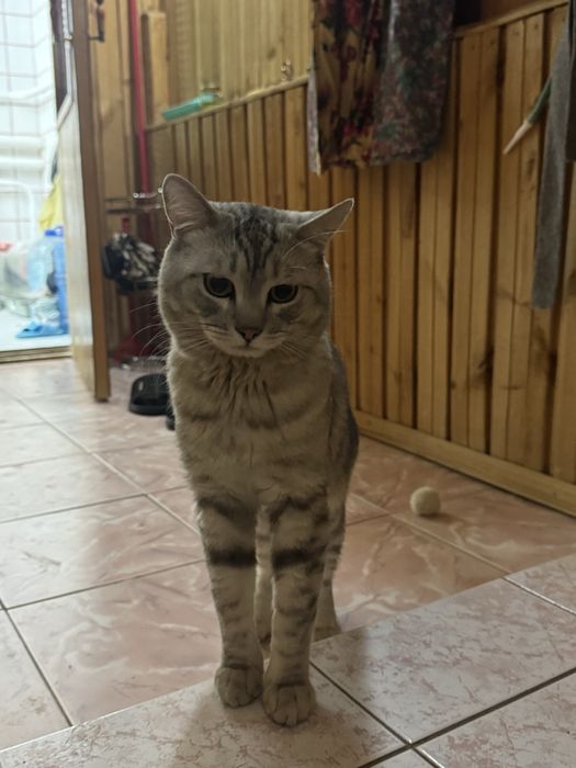 Продаеться британский кот