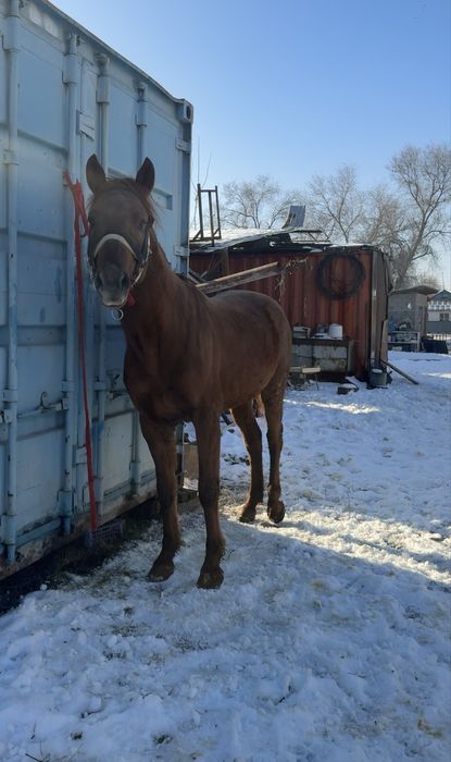 Айғыр 3 жасар тез арада саттылады