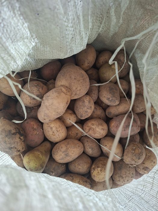Продам картофель.