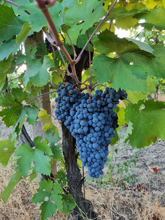 Продавам грозде сорт Мавруд