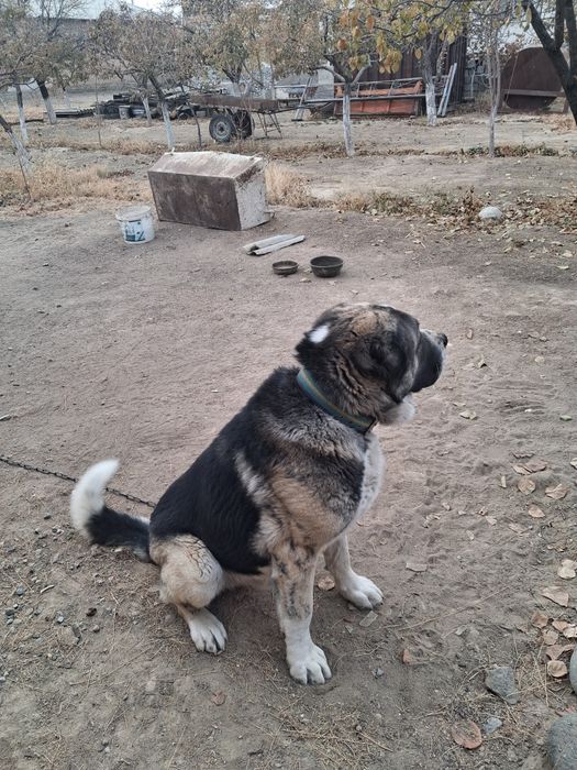 Төбет ит сатылады