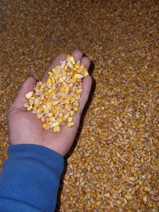 Vand porumb prod. 2025