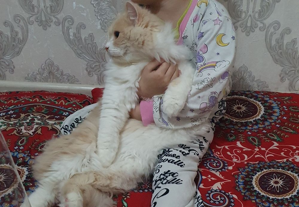 Mushuk sotiladi(Zotdor mushuk)