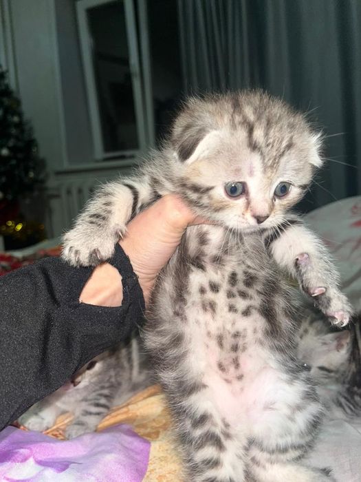 Продам котят веслоухие