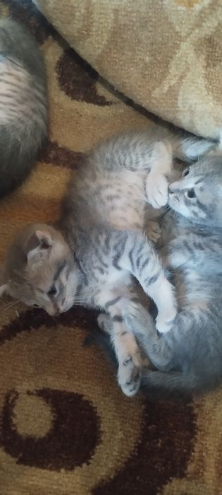 Котята продам шотландская