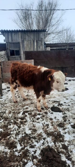 Бұқа сатам 350000 саудасы бар