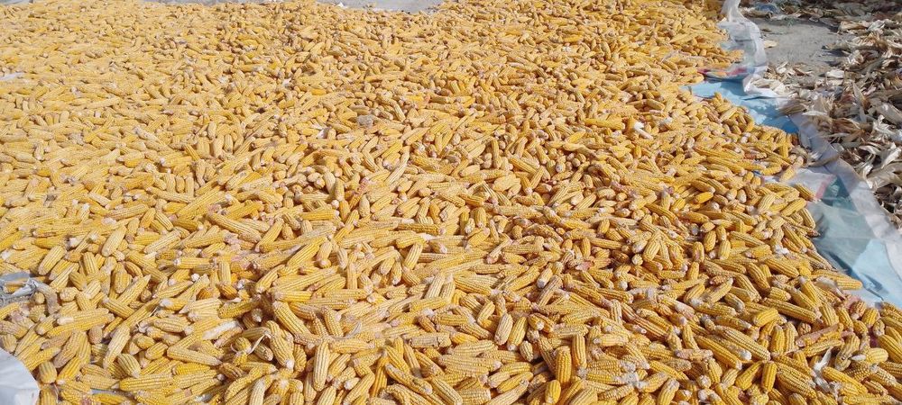 Press somonga garantiya