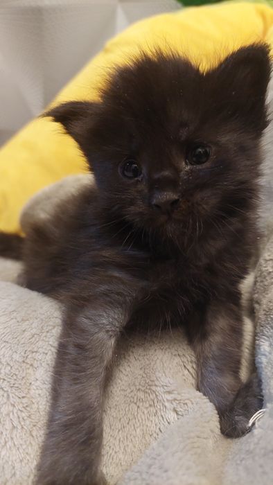 Девочка Мейн-кун  15 дней резерв