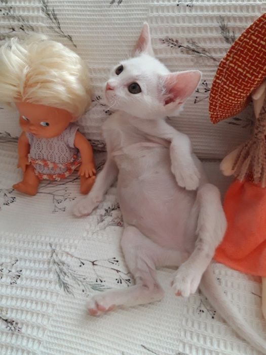 Котёнок в добрые и руки.
