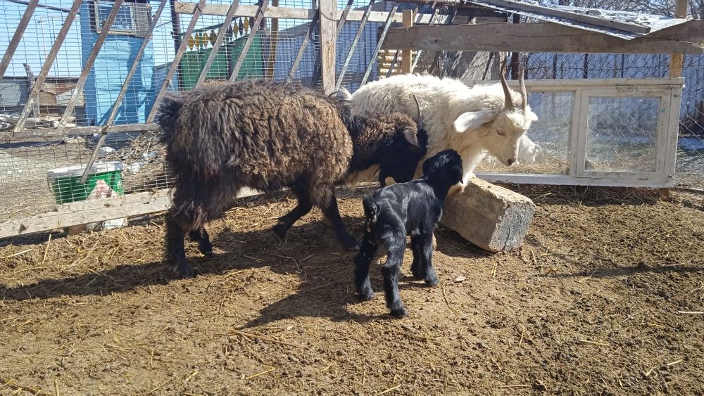 Ешкилер сатылымда .Продается козы.