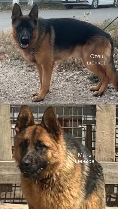 Щенки Немецкой овчарки