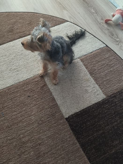 Vând cătel jucăuș Yorkshire terrier mini-toi