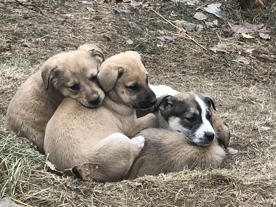 Щинята в добрые руки!