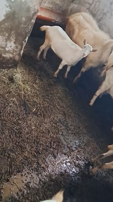 Vând lapte de Capra Saanen