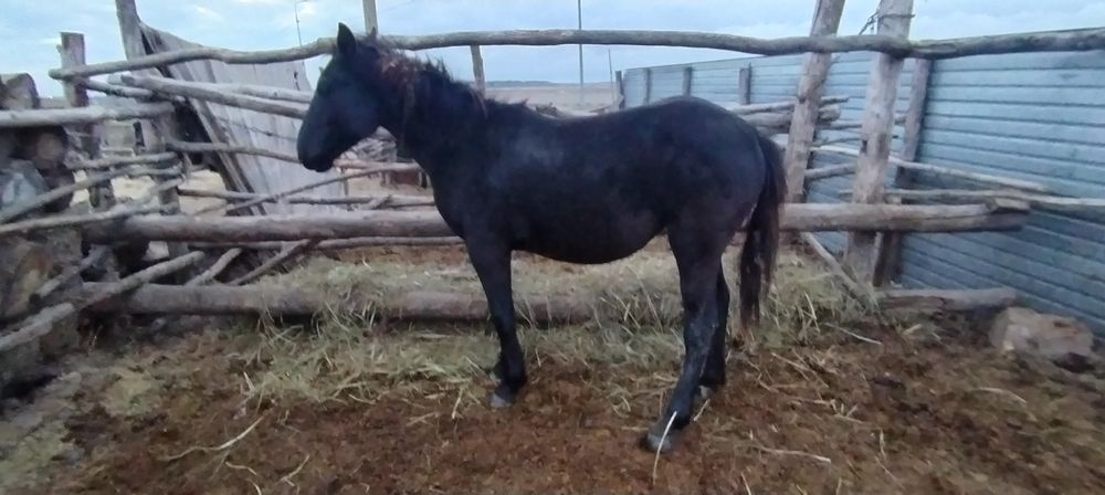 Продам лошадь...