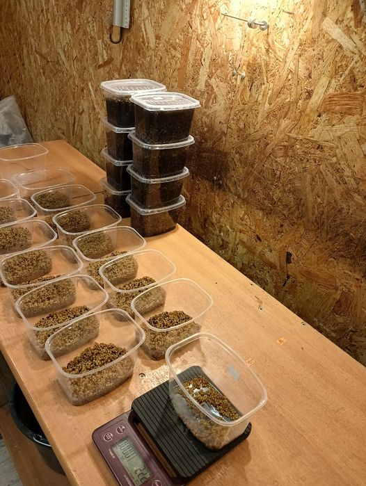 Коконы дождевого червя Чёрный принц.