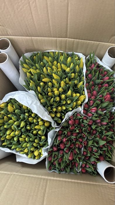 Тюльпаны, оптом и в розницу