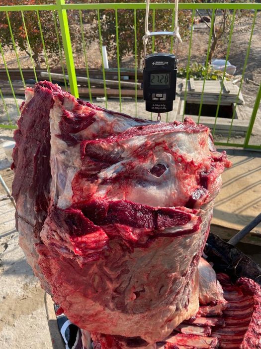 Тай жылқы семиз жықы соғымға