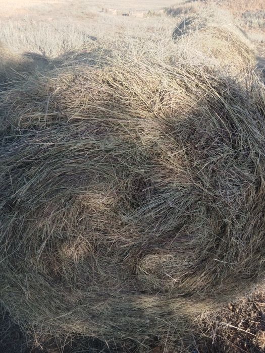 Продам сено в рулонах