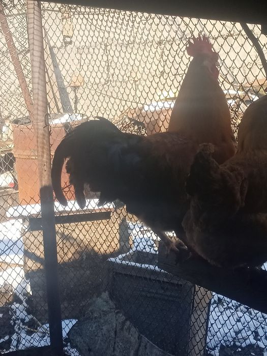 Продам молодых петухов