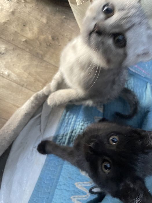 Котята в добрые руки