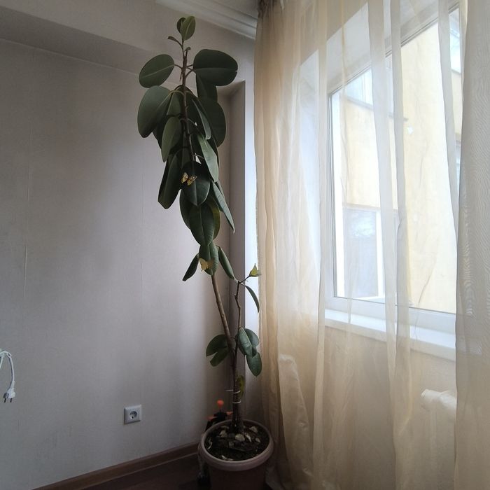 Цветы комнатные, Фикус.