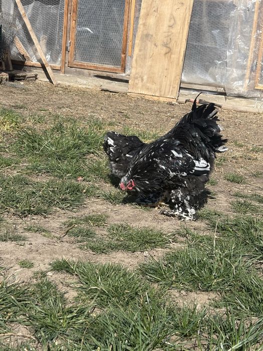 Oua și perechi brahma negru bobat , la bresse alb