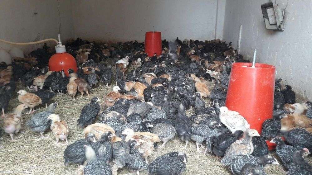 Pui rasa mixta Pui albi de carne