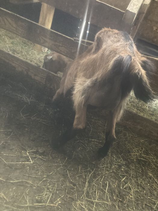 Vand caprite tinere pret 550 bucata