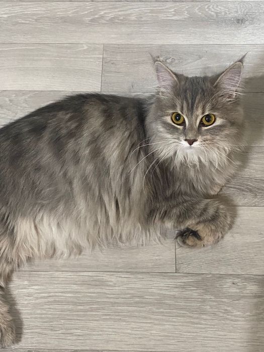 Продам кошку Майнкун