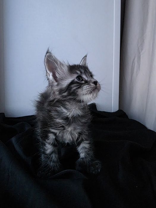 Мейн-кун| Котята | Бронь|