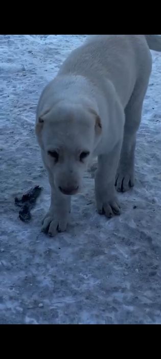 Продам щенка Алабай