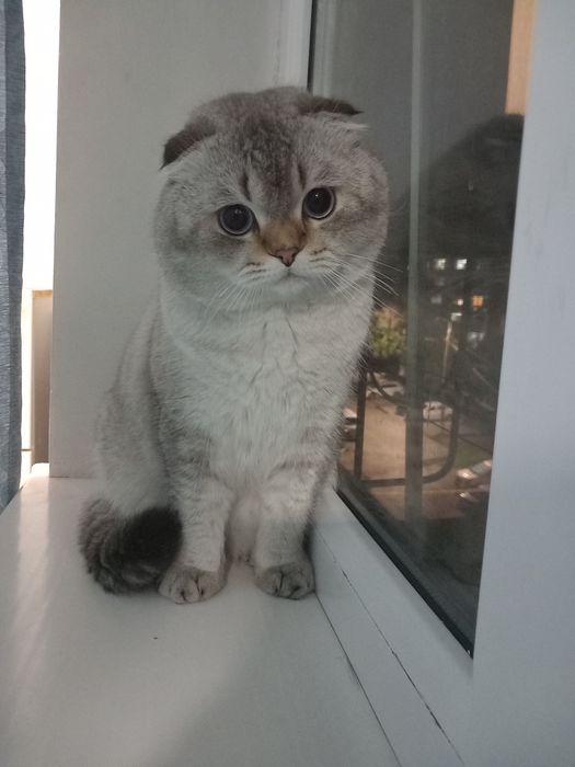 Ищем кошку для вязка