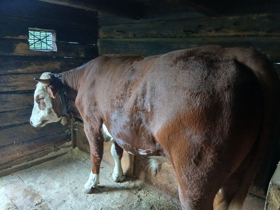 Vând taur baltat