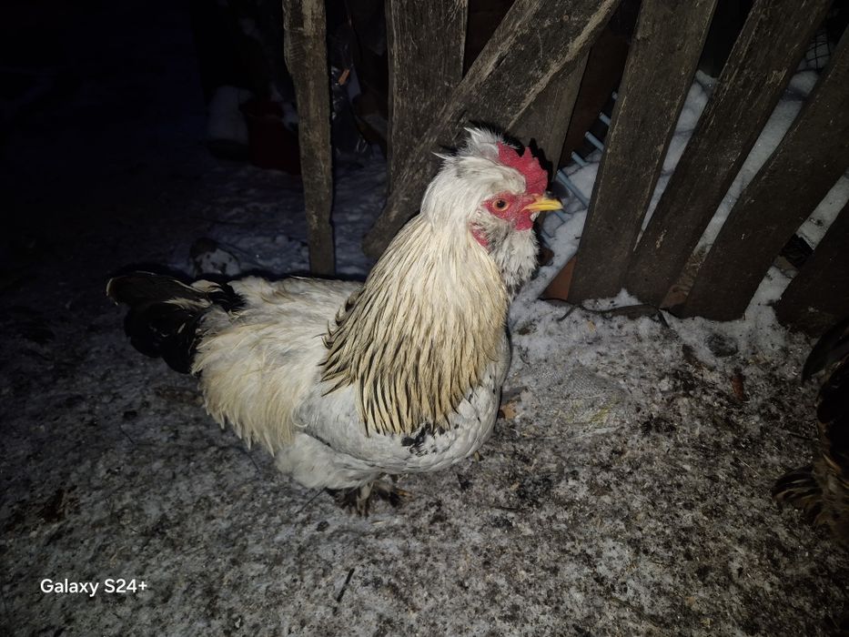 Cocoși din februarie 2025