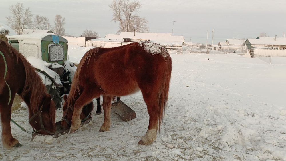 Продам кабылу 8 лет