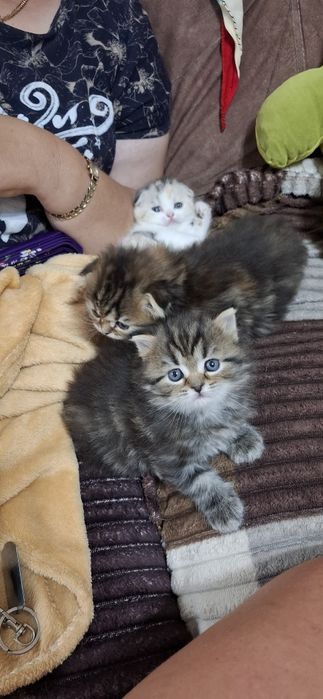 Настоящие шотландские котята