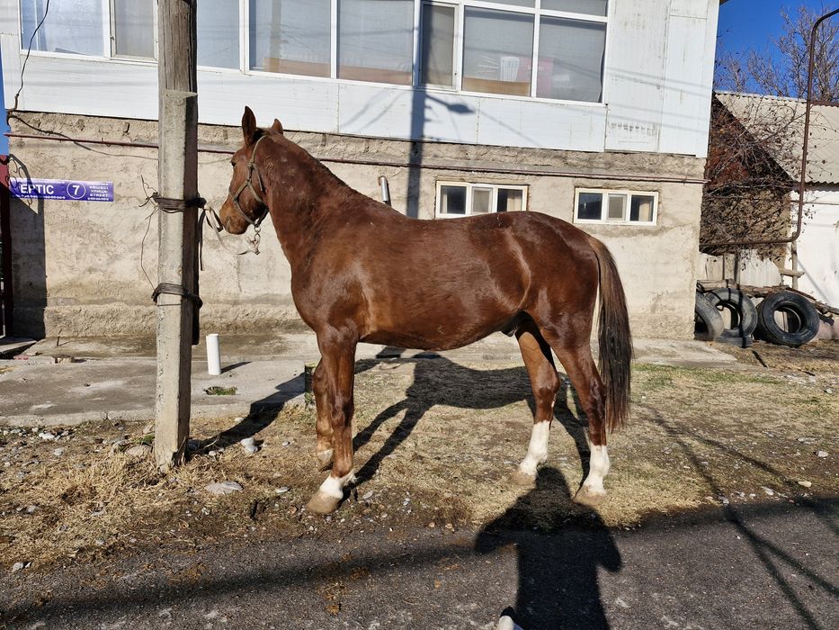 Құнан 2 жасар сатылады