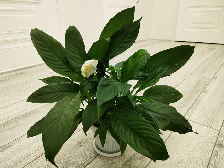 Комнатные растения, доставка..