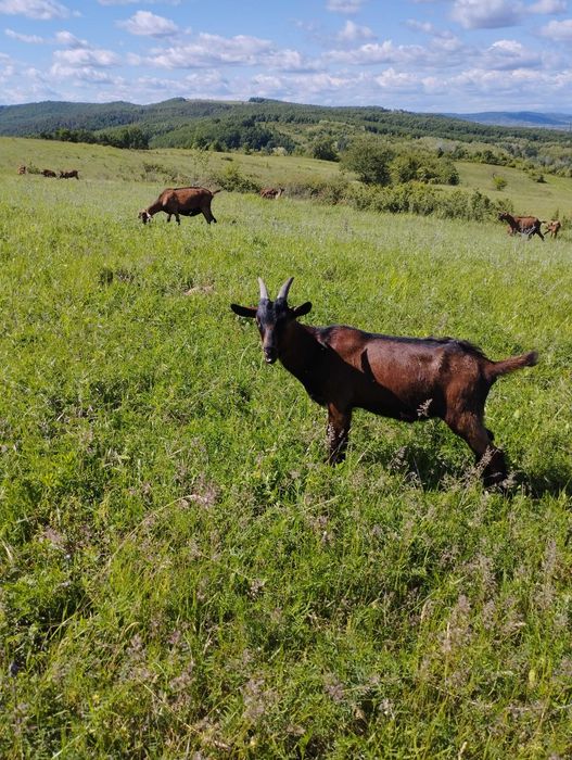 Iezi alpină franceză