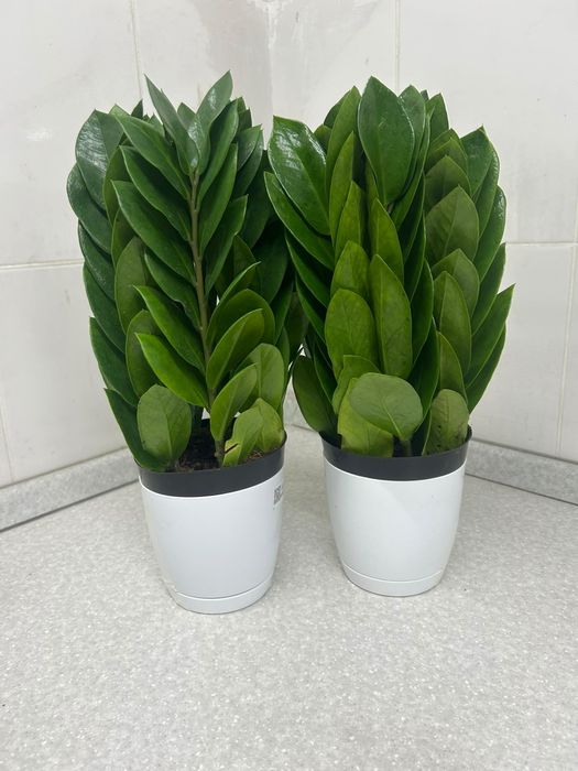 Продам замиокулькасы