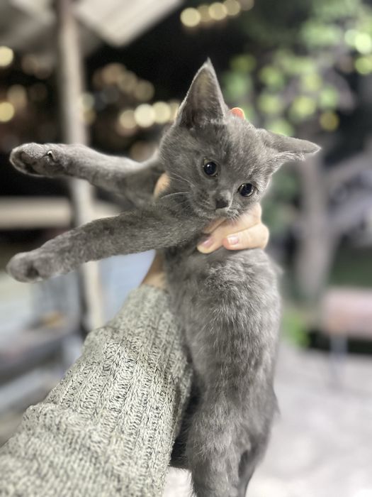 Отдам котенка девочка