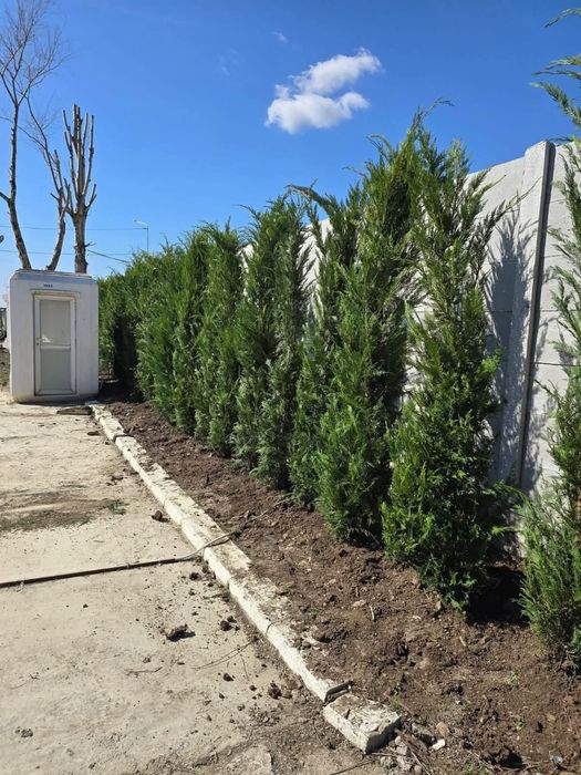 Leylandii mesteacăn tei