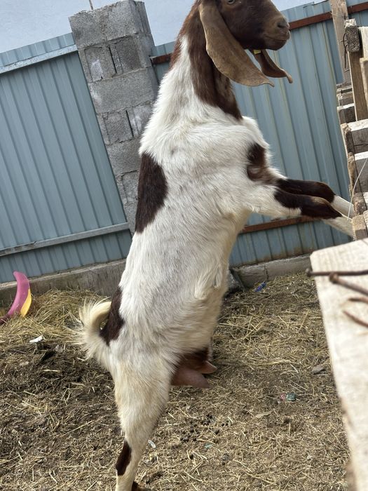 Камори битал коза