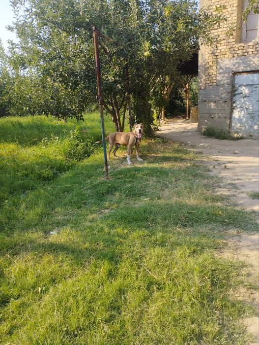 Alabay bn pitbul qo‘shilgani gibrit kuchuk sotiladi