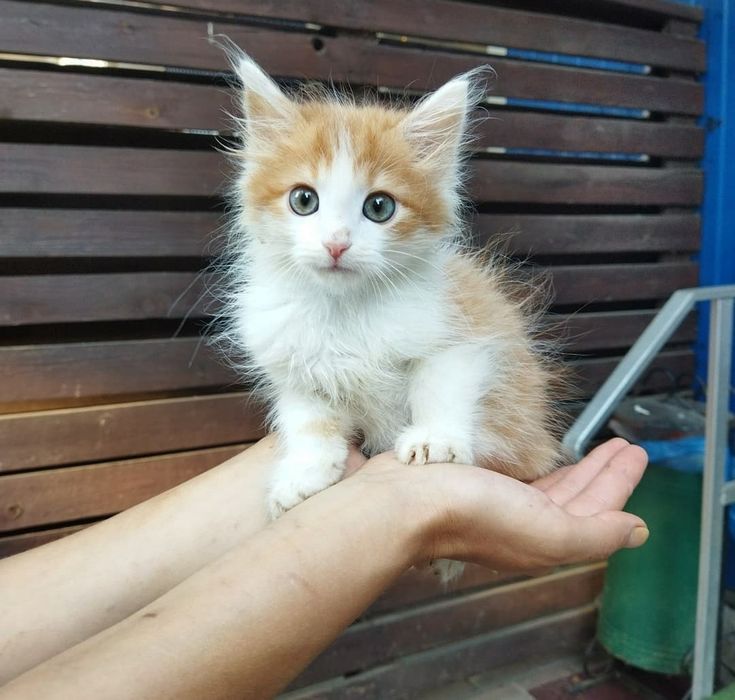 Милые котятки , три котика бело рыжие