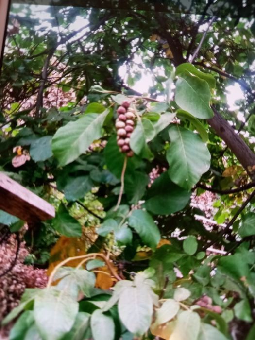 Продаётся дача,или обменяемся на 2х комн.в центре